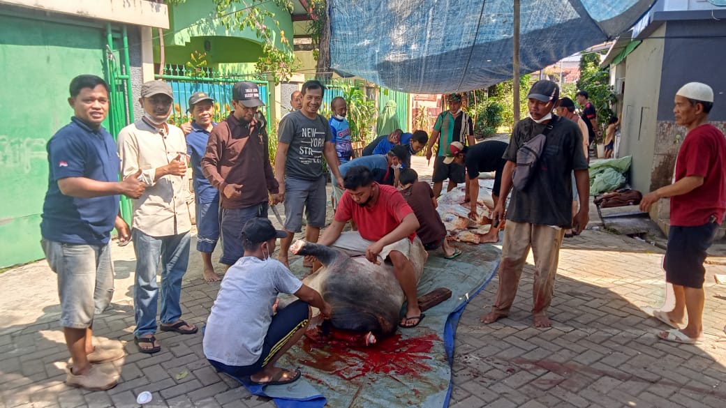 Monitoring Penyembelihan Hewan Kurban