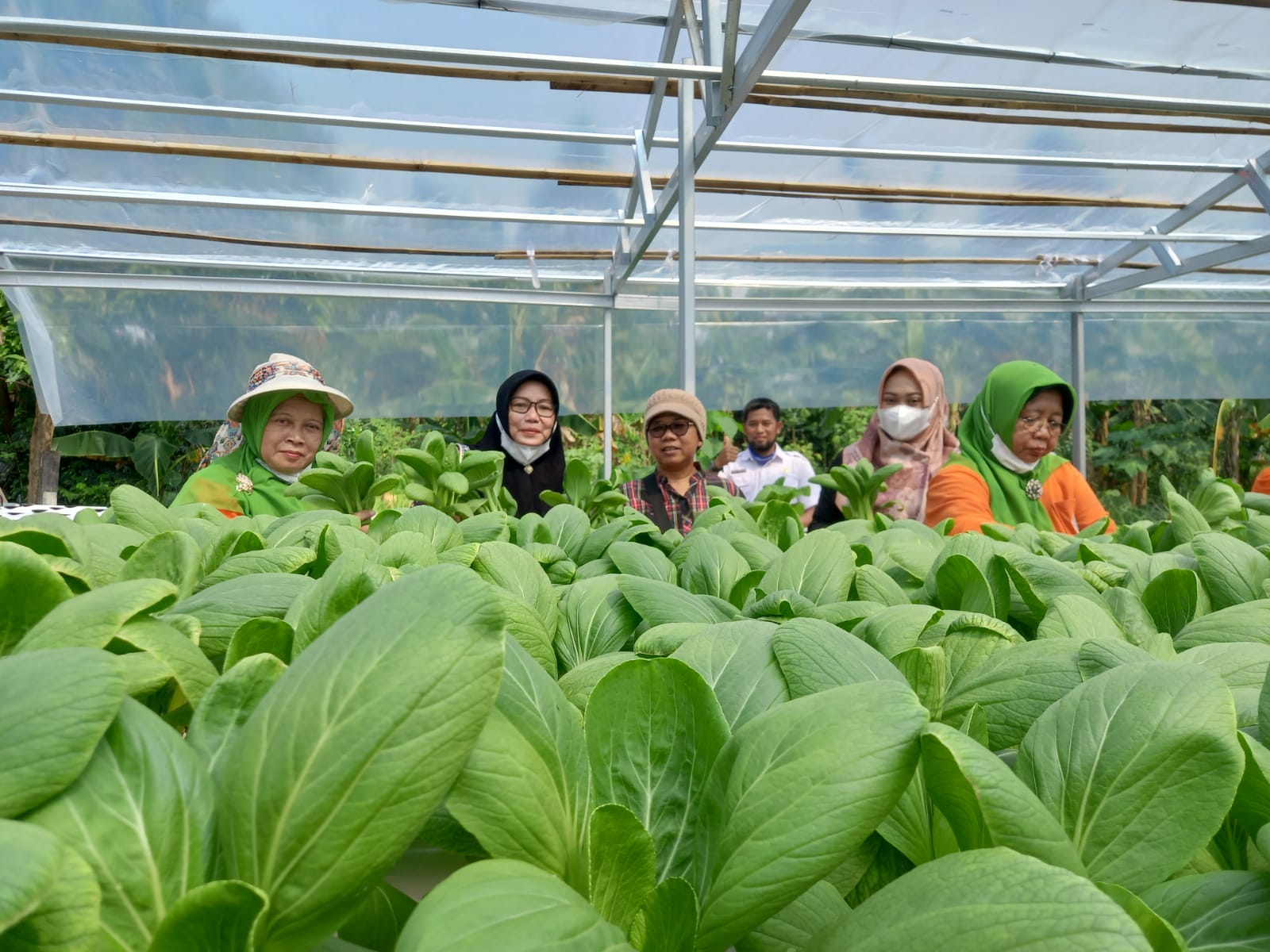 KWT Wijaya Kusuma Panen Tanaman Hidroponik