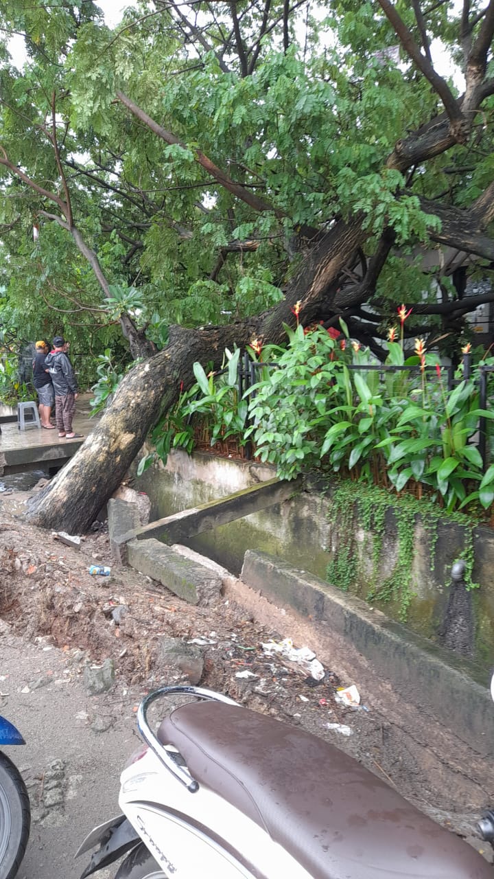 MONITORING POHON TUMBANG