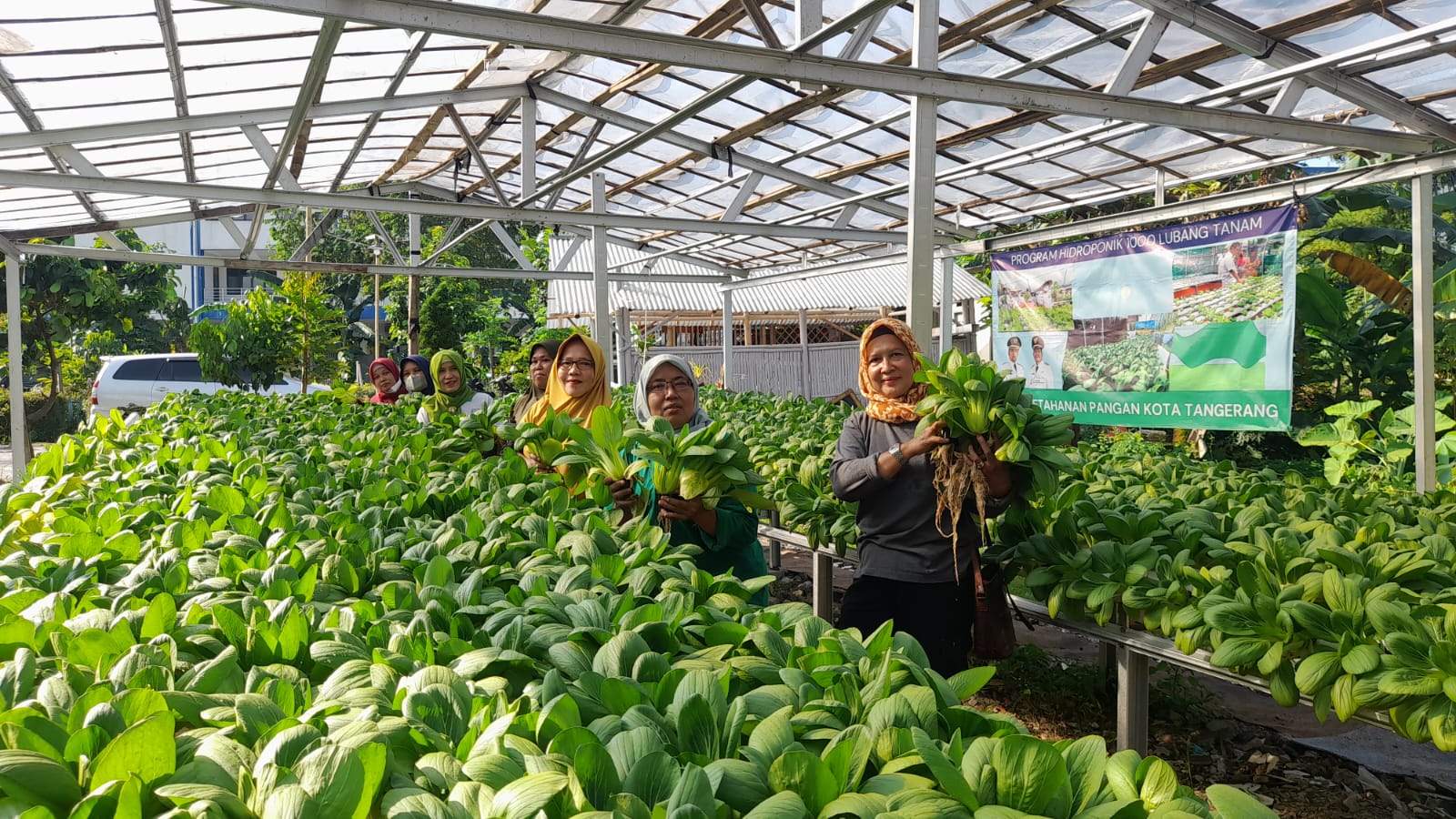 Panen Sayuran KWT Wijaya Kusuma